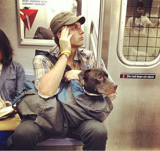 New York: cani in metro solo se possono entrare in una borsa, i padroni  diventano creativi