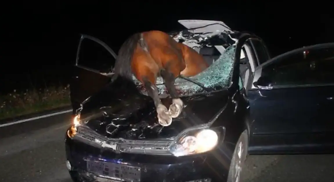 cavallo incidente