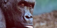gorilla https://pixabay.com/it/gorilla-scimmia-animale-peloso-2876059/ © Alexas_Fotos CCO
