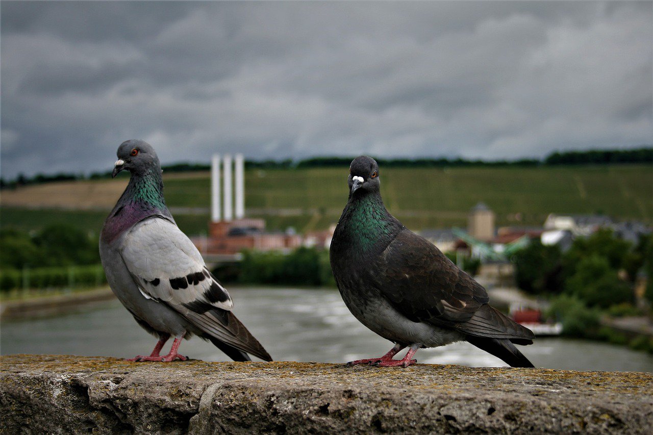 Piccione Pubblico Dominio da Pixabay https://pixabay.com/it/photos/piccioni-uccelli-piccione-di-uccello-2520460/