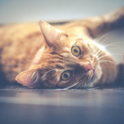 Gatto https://pixabay.com/it/photos/cat-animale-domestico-soriano-viso-1044914/via Pixabay Copyright DariuszSankowski, CC0