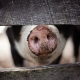 Maltrattamento degli animali, pexels, https://pixabay.com/it/photos/animale-azienda-agricola-1867180/ CC0
