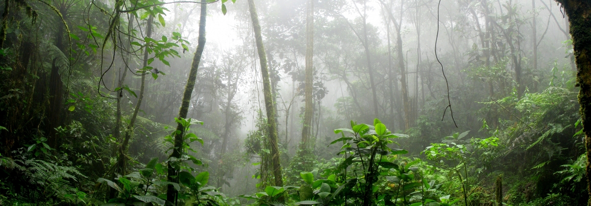 Foresta amazzonica c David Riaño Cortés Pexels https://www.pexels.com/photo/rainforest-during-foggy-day-975771/