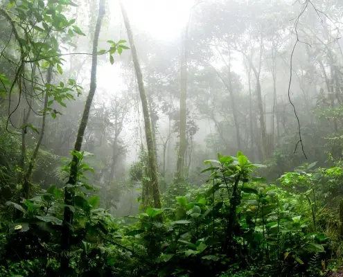Foresta amazzonica c David Riaño Cortés Pexels https://www.pexels.com/photo/rainforest-during-foggy-day-975771/