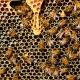 Bees C Pollydot pixabay https://pixabay.com/it/photos/alveare-api-a-nido-d-ape-honey-bee-337695/