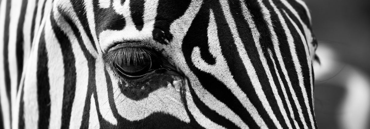 zebra, ©igorowitsch, https://pixabay.com/it/photos/zebra-stripes-in-bianco-e-nero-630149/
