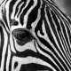 zebra, ©igorowitsch, https://pixabay.com/it/photos/zebra-stripes-in-bianco-e-nero-630149/