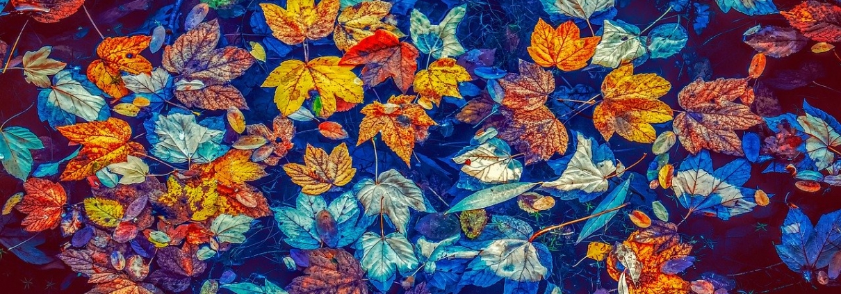 https://pixabay.com/it/photos/cadono-le-foglie-acqua-natura-3744649/