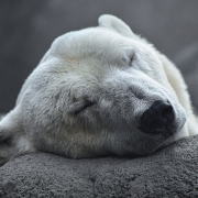 https://pixabay.com/it/photos/polar-bear-artico-predatore-4496437/
