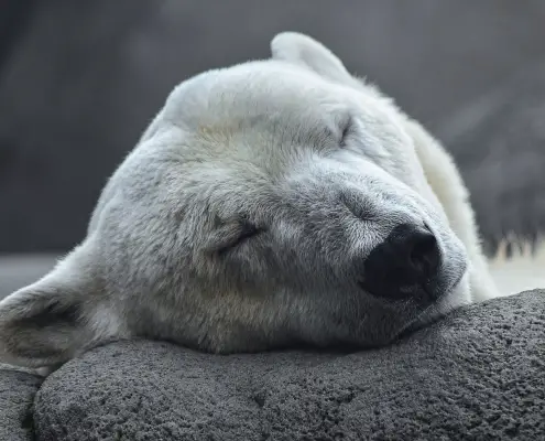 https://pixabay.com/it/photos/polar-bear-artico-predatore-4496437/