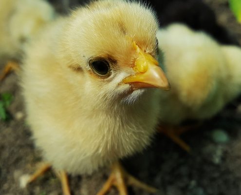 https://pixabay.com/it/photos/pollo-pulcino-giallo-di-pollo-2205233/