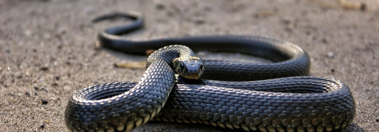 Serpente da Pexels ©Alёsha Lamkinson https://www.pexels.com/photo/photo-of-snake-on-ground-3648372/