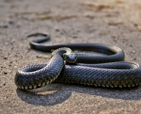 Serpente da Pexels ©Alёsha Lamkinson https://www.pexels.com/photo/photo-of-snake-on-ground-3648372/