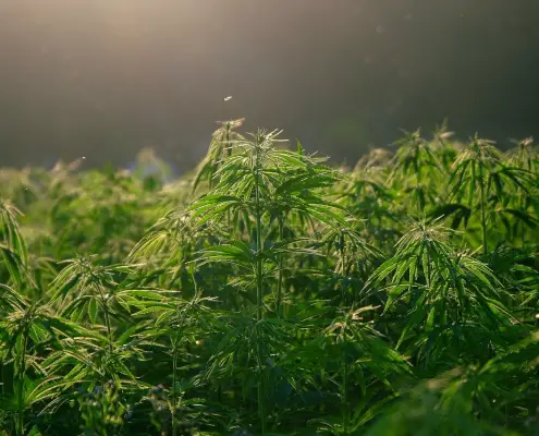 Cannabis