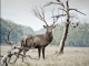 Renna, Pixabay, CC 0.0, https://www.pexels.com/photo/brown-deer-near-withered-tree-219906/