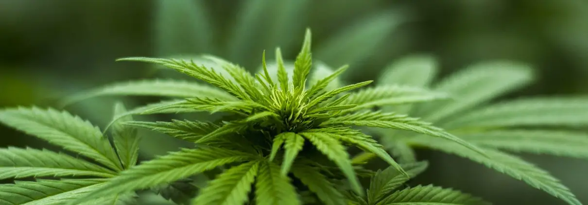 Cannabis, di Herbal Hemp da Pixabay CC0