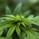 Cannabis, di Herbal Hemp da Pixabay CC0