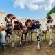 mucche, CC0 Public Demain, Foto di Lomig da Unsplash, https://unsplash.com/photos/HHpRh6rNQMo
