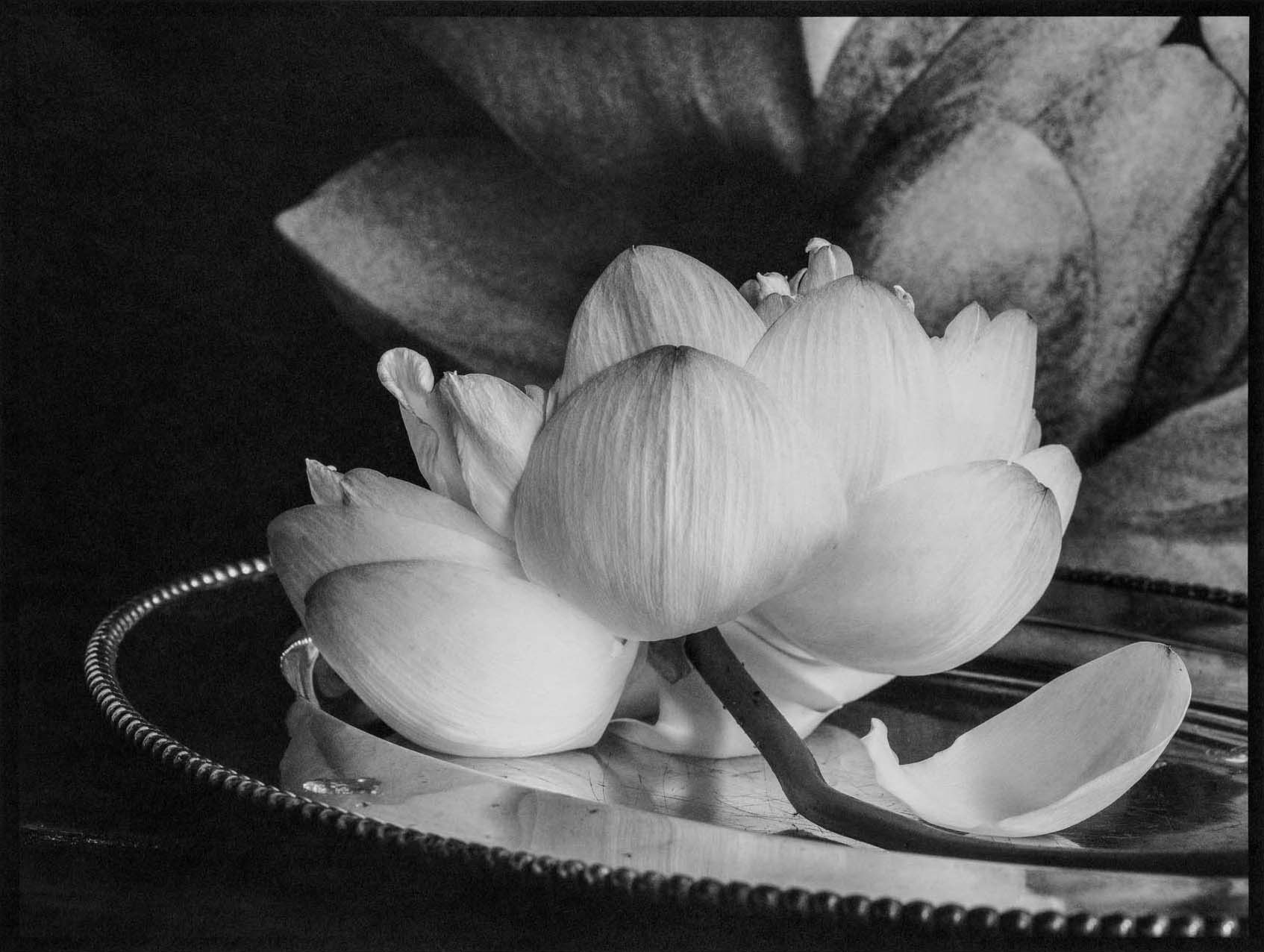 Vera Mercer Lotus on silver plate Platinum Print, Omaha 2020 © Vera Mercer