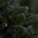 alberi di Natale, CC0 Public Demain, foto di jatocreate da Pixabay, https://pixabay.com/it/photos/abete-di-douglas-albero-5783622/