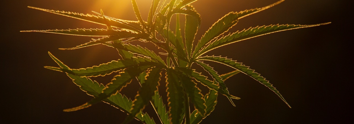 legalizzazione della cannabis, CC0 Public demain, foto di NickyPe, https://pixabay.com/it/photos/pianta-canapa-cannabis-fogliame-6576153/