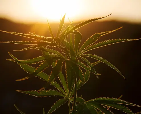 legalizzazione della cannabis, CC0 Public demain, foto di NickyPe, https://pixabay.com/it/photos/pianta-canapa-cannabis-fogliame-6576153/
