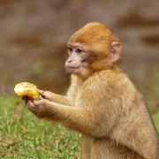 vaiolo delle scimmie Germania, CC0 public domain, foto di InspiredImages da Pixabay, https://pixabay.com/it/photos/scimmia-animale-carino-mammifero-2121930/
