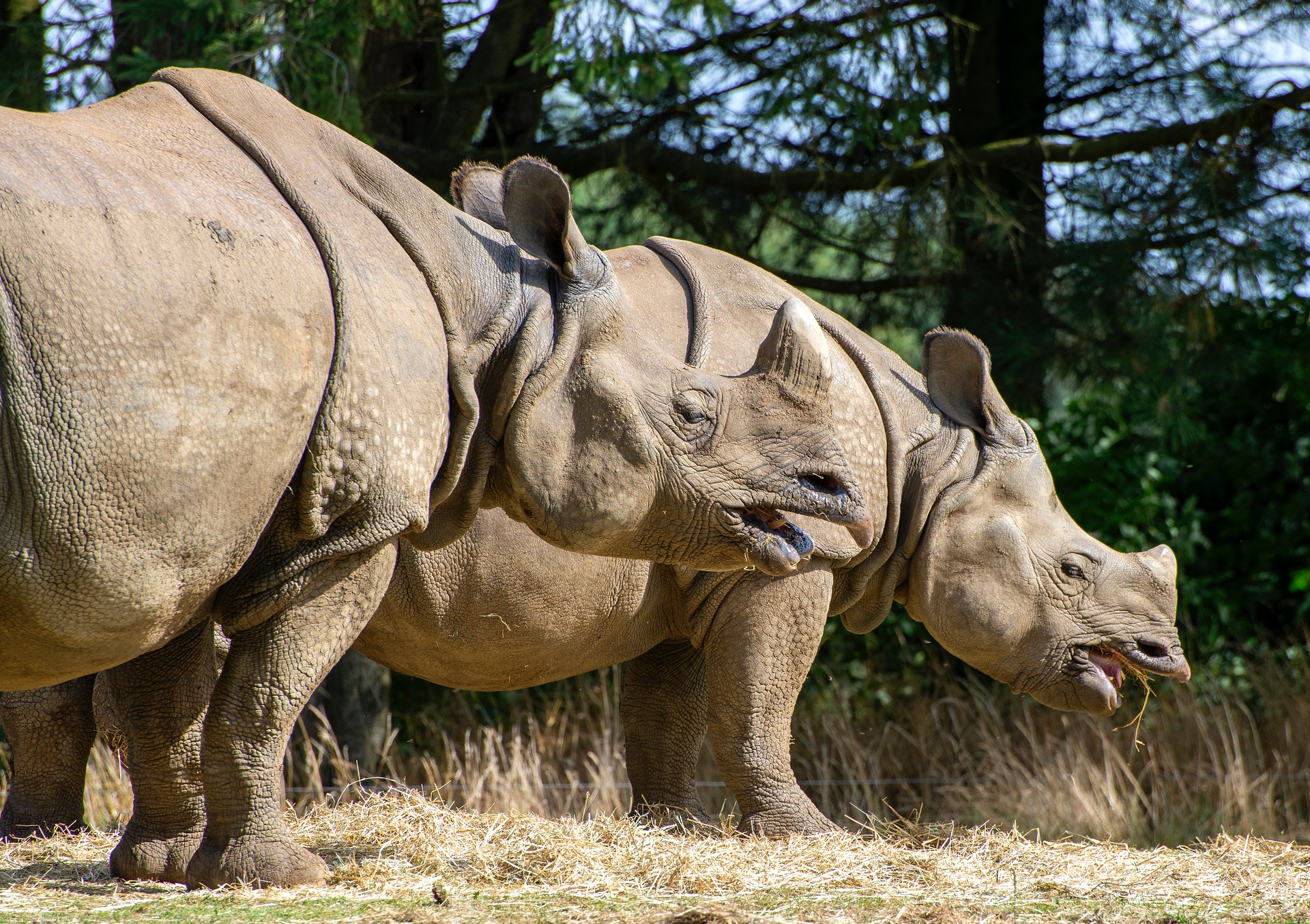 La custode dello zoo di Berlino - Winleoo