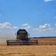 esportazione di grano ucraino